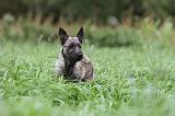 BOUVIER DES ARDENNES 168